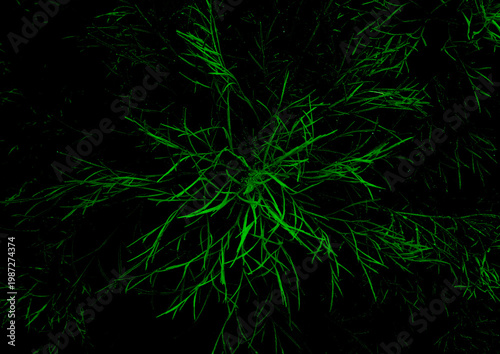 green leaf abstract background plants with dark surrounding 