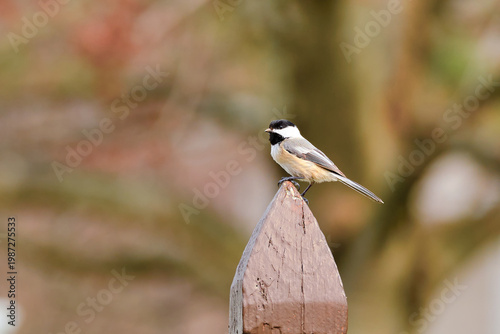 Black capped chickadee perched on a brown post in early spring