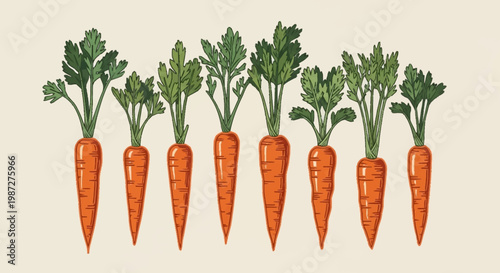 Illustration of three orange carrots with green leafy tops