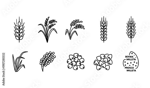 Minimal linear cereal grain icon set featuring wheat, rice, barley, millet, buckwheat and proso in editable stroke vector style agriculture illustration