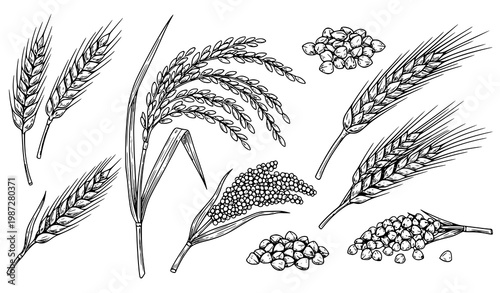Hand drawn sketch style cereal grain outline icons set with wheat rice barley millet buckwheat and proso agriculture vector illustration