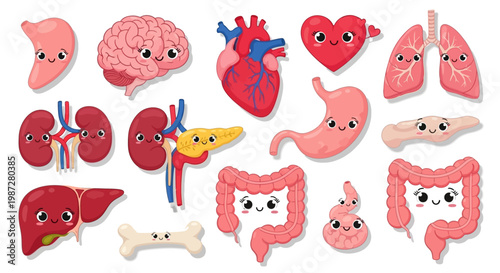 Adorable Cartoon Human Internal Organs Set with Kawaii Faces and Playful Expressions, Illustrating Anatomy for Kids Health Education