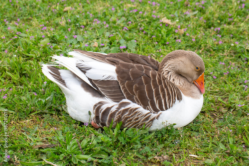White and Brown Domestic Go...