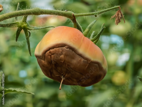 Tomato fruit affected by blossom end rot. This physiological disorder in tomato, caused by calcium deficiency, looks like watering and rotting spot forming under the fruit.