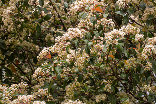 Delicate White Photinia Flo...