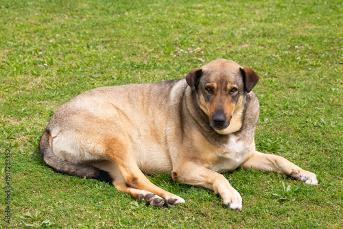 Stray Street Dog Resting Pe...