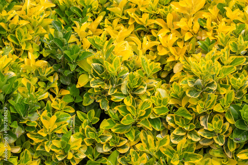 Vibrant Golden Variegated L...