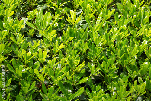 Vibrant Green Leaves of Pit...