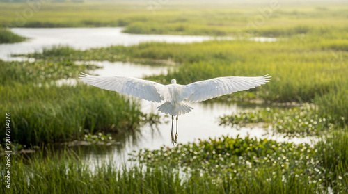snowy egret flying above lush wetlands marsh channels white bird rear view over green reeds and water creating a serene habitat conservation wildlife and scenic nature travel concept