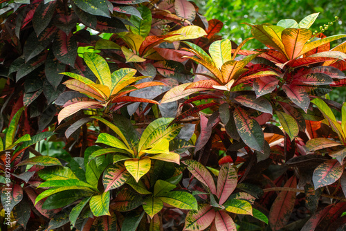 Lush Foliage and Flowering ...