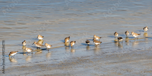 flock of dunlin birds on the beach