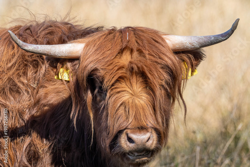 portrait of a Scottish highland cow