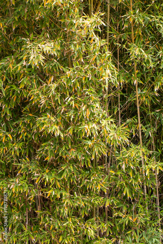 Lush Green Bamboo Forest wi...