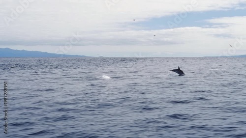 Spotted atlantic dolphins jumping, slow motion