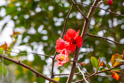 Vibrant Red Flowers of Chae...
