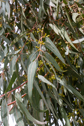 Long Leaves and Seed Pods o...