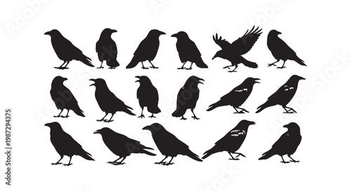 Silhouette collection of crows and ravens in various poses for nature and gothic design themes.