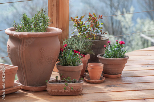 flowers and aromatic plants  potted  on the floor of a wooden terrace in  terracotta flower pots with trees in garden background
