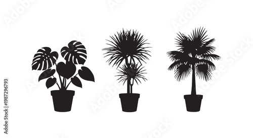 Silhouettes of potted house plants, monstera palm tree and fan palm, indoor gardening theme.