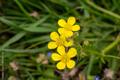 Vibrant Yellow Wildflowers ...