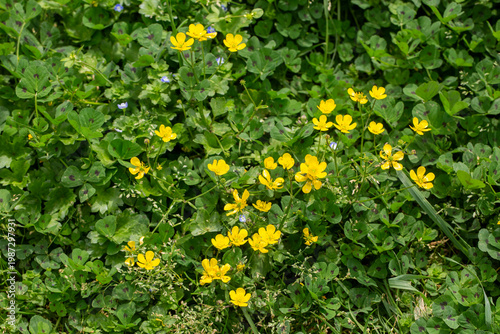 Yellow Wildflowers of Ranun...