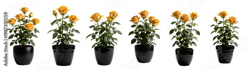 Potted Golden Yellow Rose Plant in Designer Pot - Miniature Rose Collection 2