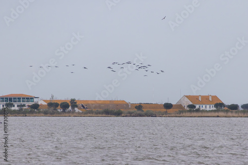 Birds flying over Tagus River estuary buildings in Portugal