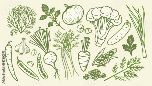A botanical illustration showcasing a variety of fresh garden vegetables