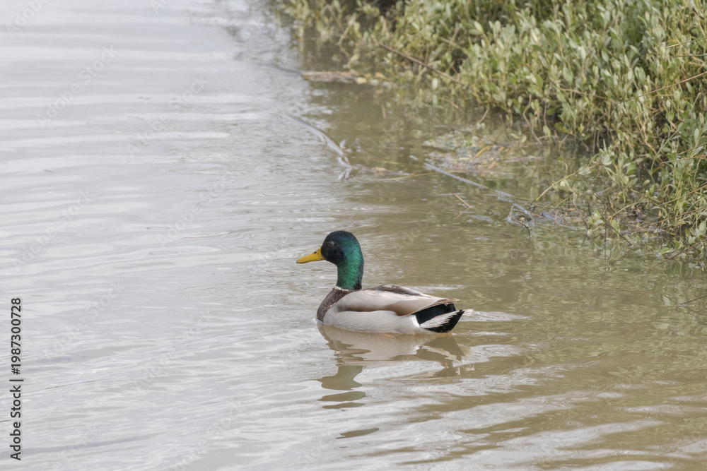 Fototapeta premium Mallard duck swimming peacefully on Tagus River in Portugal