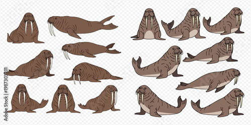 Collection of walrus illustrations in various poses on a transparent background.