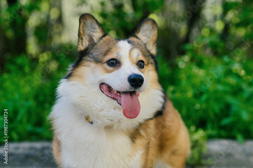 Portrait of happy corgi dog sitting outdoors in green park, looking aside with tongue out, soft natural light and blurred background, cheerful pet lifestyle and companion animal concept