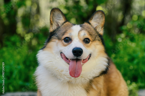 Front-facing portrait of cheerful corgi dog outdoors, looking at camera with tongue out, soft natural light and green blurred background, friendly pet character and lifestyle concept for advertising