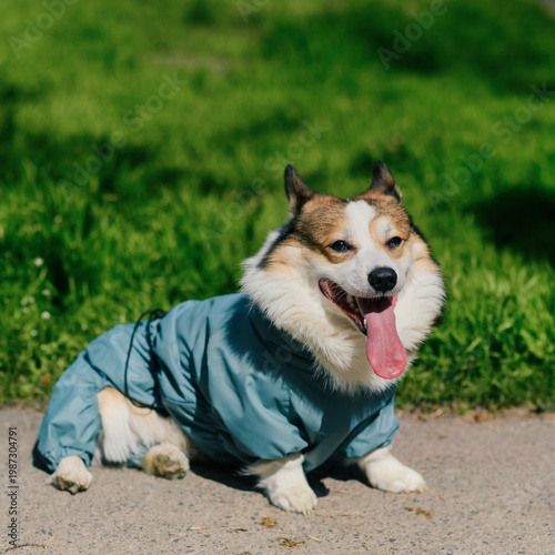 Happy corgi dog wearing a stylish waterproof membrane raincoat sits on pavement in bright sunlight with lush green grass background, tongue out and smiling, showcasing comfort