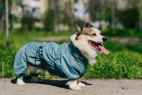 Happy corgi dog wearing light blue raincoat standing on sunny city park path, tongue out and panting, shallow depth of field with green grass, pet fashion and outdoor lifestyle concept for advertising