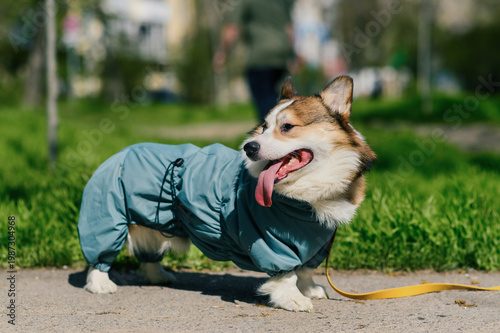 Happy corgi dog in light blue raincoat standing on sunny park path, panting with tongue out, green grass and soft bokeh background, urban pet lifestyle and fashion concept for advertising use