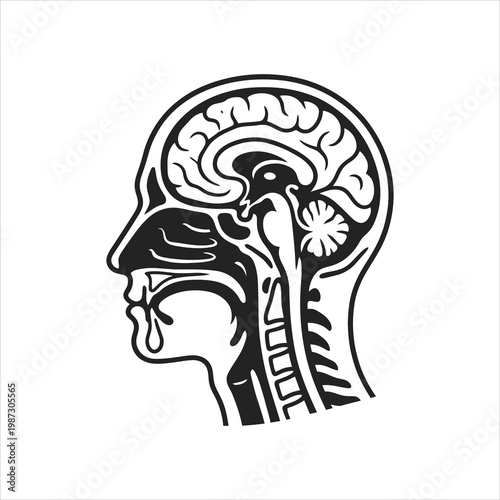 Human Head Anatomy Illustration