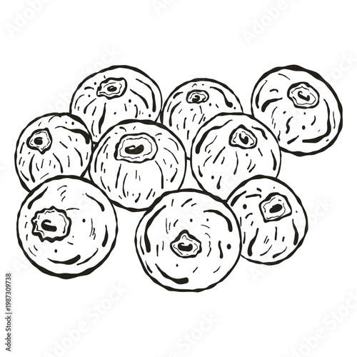 Blueberry Fruit Bunch, Hand Drawn Ink Illustration for Healthy Snack and Berry Branding