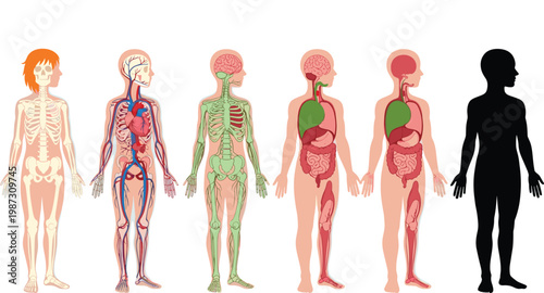 Human Body Anatomy Chart Set Showing Skeleton, Circulatory, Lymphatic, and Internal Organ Systems with Silhouette Vector Illustration