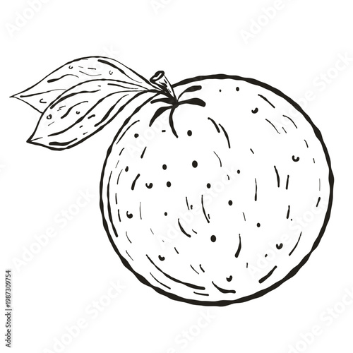 Whole Orange Fruit Hand Drawn Ink Illustration for Citrus Branding and Healthy Food