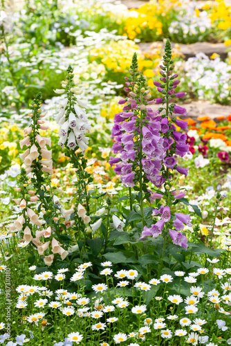 ジギタリスの寄せ植え花壇