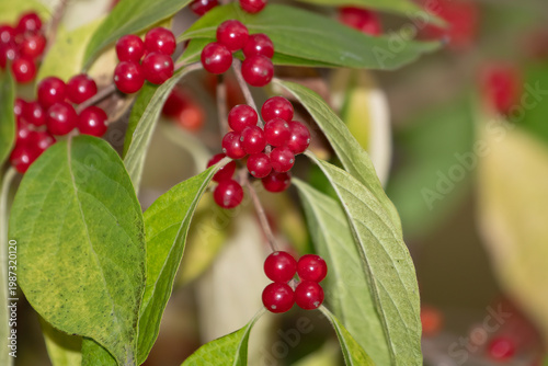 Red berries Cornus sericea dogwood plant nature branch closeup