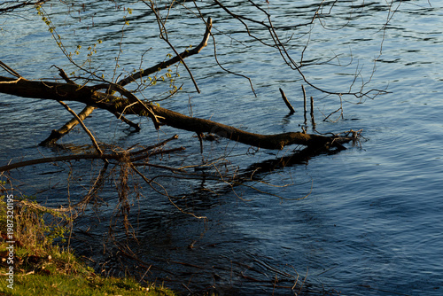 Fallen tree branches extending into Schweriner See water