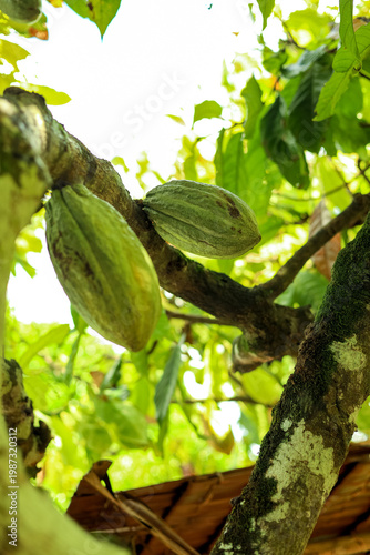 Eye Level Close Up of Cocoa Plant with Green Fruit Farming