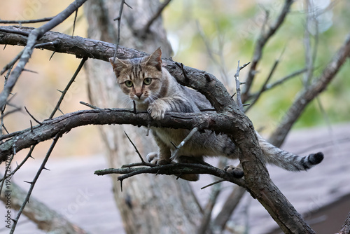 Cat, Feral Felis catus climbing tree branches outdoor animal portrait.
