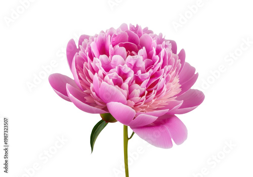 Large pink peony flower with green stem and leaves isolated on transparent background