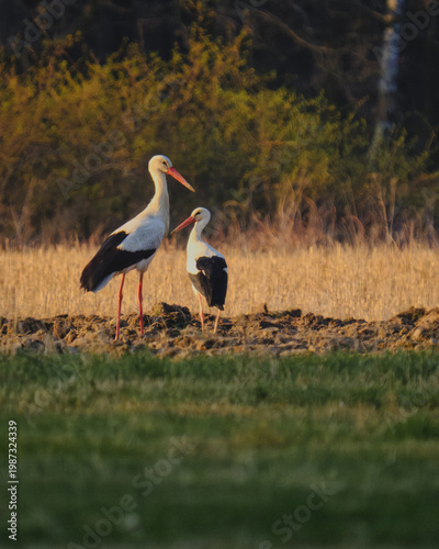 Pair of white storks standing together on a field. Couple of migratory birds in natural habitat. Concept of nature, family and spring.