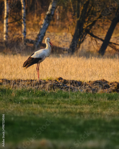 Tableau sur toile White stork standing on a freshly plowed field in rural landscape