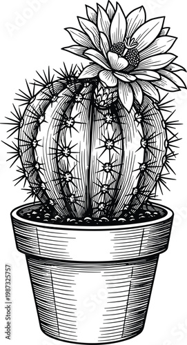 Potted cactus with blooming flower, desert plant, succulent, thorny, arid climate, prickly plant, hardy and resilient flora, green vegetation, home decor.