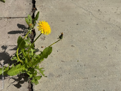 Dandelion (Taraxacum officinale) growing through a crack in concrete, bright yellow flower and green leaves, copy space. Symbol of resilience, survival, and urban nature thriving in harsh conditions.