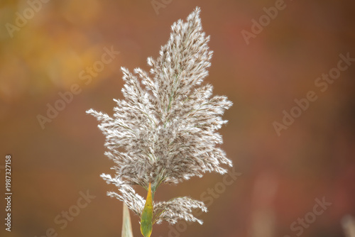 Feathery grass Miscanthus sinensis seed head soft neutral background macro